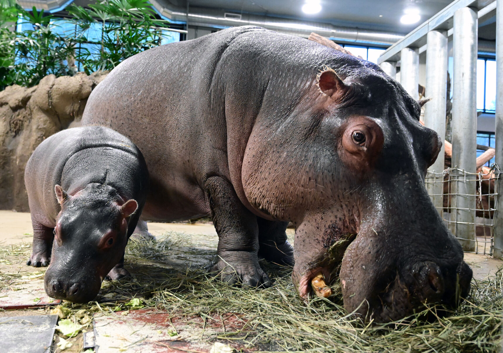 112821-life-zoo 02.JPG